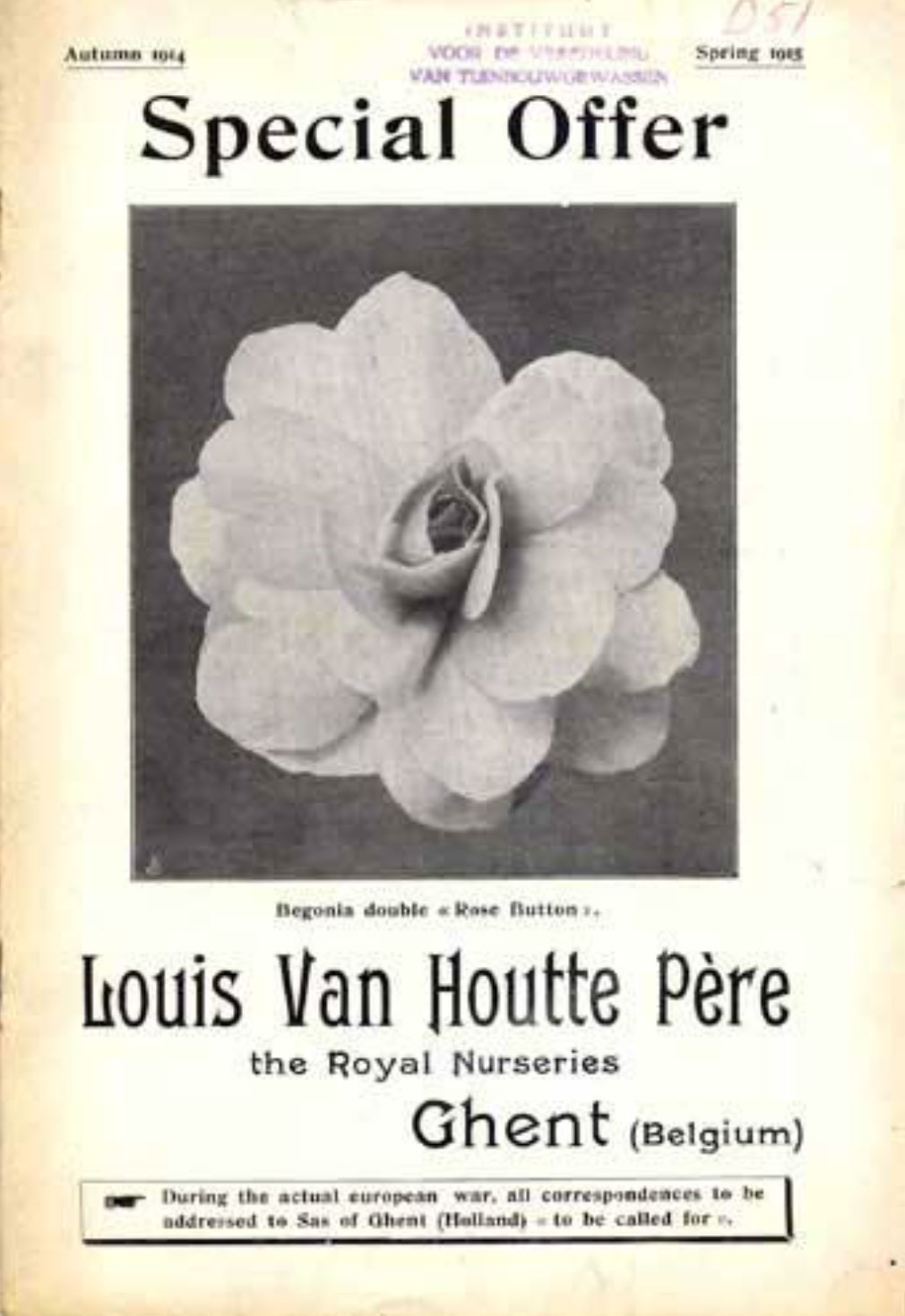B. ‘Rose Button’